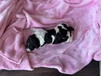 April , a female Labradoodle for sale in Dunn, NC – Photo 7 of 7