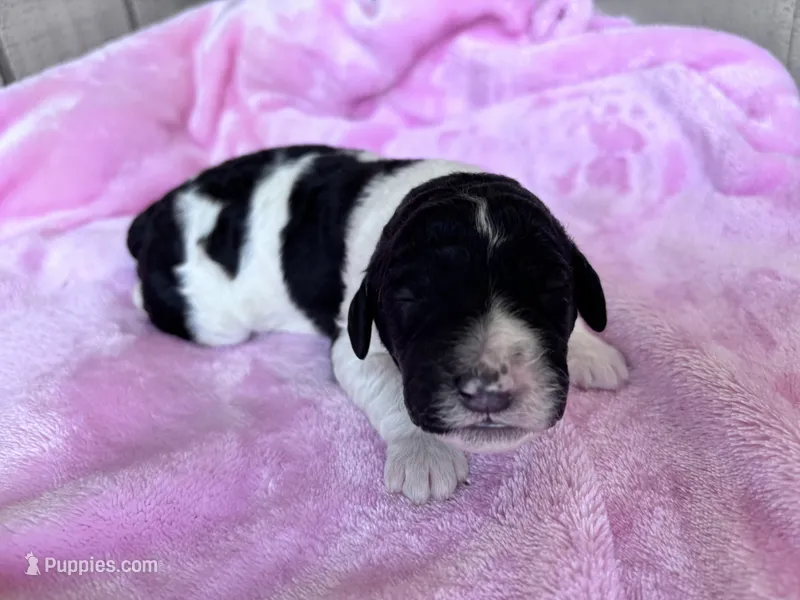 April  – Labradoodle puppy for sale in Dunn, NC
