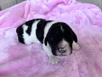 April , a female Labradoodle for sale in Dunn, NC – Photo 1 of 7