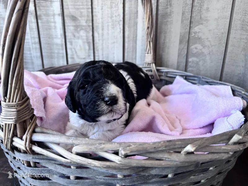 April Blk/white parti – Labradoodle puppy for sale in Dunn, NC