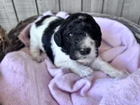 April Blk/white parti, a female Labradoodle for sale in Dunn, NC – Photo 2 of 8