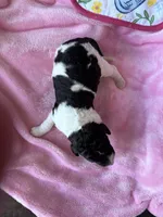 April , a female Labradoodle for sale in Dunn, NC – Photo 4 of 7