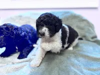 April Blk/white parti F1b , a female Labradoodle for sale in Dunn, NC – Photo 8 of 8