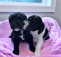 April Blk/white parti F1b , a female Labradoodle and Poodle - Standard  for sale in Dunn, NC – 4 of 7