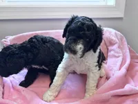 April Blk/white parti F1b , a female Labradoodle and Poodle - Standard  for sale in Dunn, NC – 3 of 7