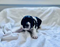 April Blk/white parti, a female Labradoodle for sale in Dunn, NC – Photo 5 of 8