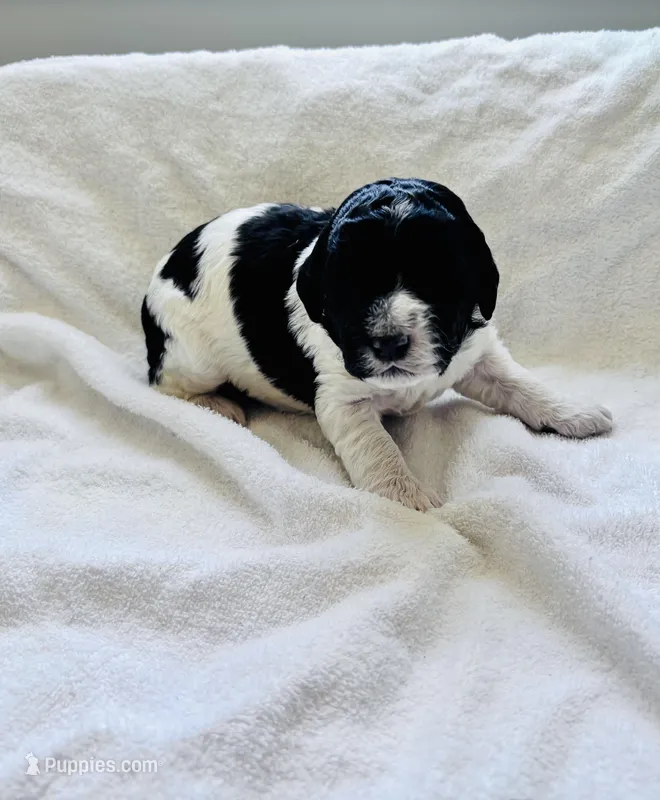 April  – Labradoodle puppy for sale in Dunn, NC