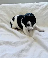 April Blk/white parti, a female Labradoodle for sale in Dunn, NC – Photo 4 of 8