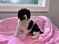 April Blk/white parti F1b , a female Labradoodle and Poodle - Standard  for sale in Dunn, NC – 1 of 7