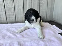 April Blk/white parti F1b , a female Labradoodle for sale in Dunn, NC – Photo 5 of 8