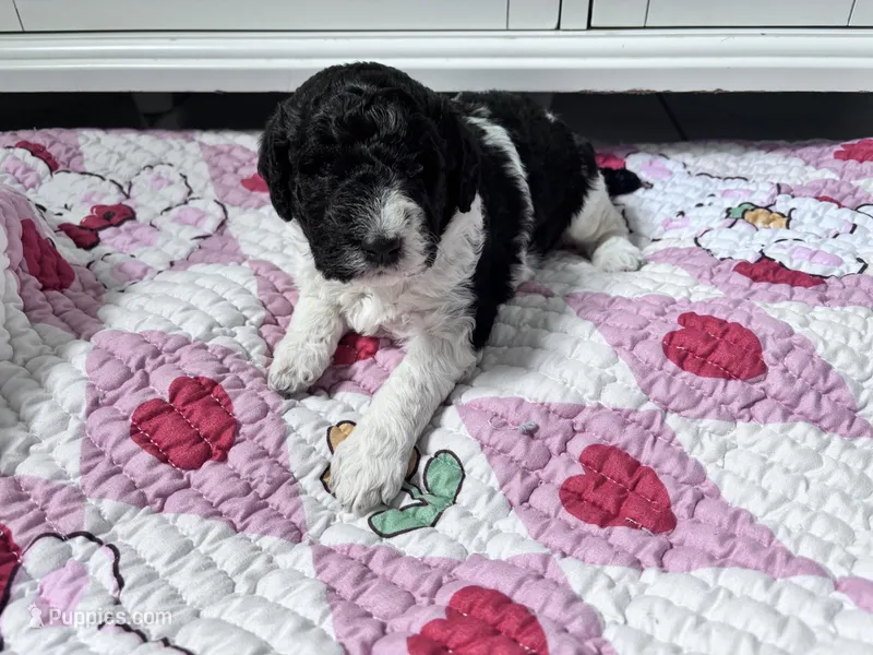 April Blk/white parti F1b  – Labradoodle puppy for sale in Dunn, NC