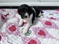 April Blk/white parti F1b , a female Labradoodle for sale in Dunn, NC – Photo 1 of 8