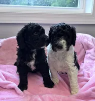 April Blk/white parti F1b , a female Labradoodle and Poodle - Standard  for sale in Dunn, NC – 5 of 7