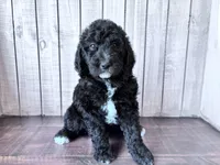 Luna CKC curly, a female Labradoodle for sale in Dunn, NC – 1 of 9