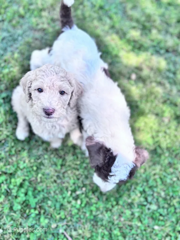 Jester f1b – Labradoodle, Poodle - Standard  puppy for sale in Dunn, NC