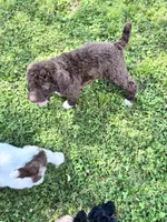 Gracie f1b/CKC , a female Labradoodle for sale in Dunn, NC – 4 of 4