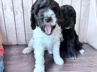 Nova  F1b /CKC , a female Labradoodle and Poodle - Standard  for sale in Dunn, NC – 5 of 9