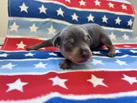 Otis , a male Miniature Pinscher for sale in Dunn, NC – 4 of 7