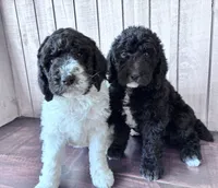 Luna CKC curly, a female Labradoodle for sale in Dunn, NC – 6 of 9