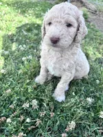 Jester f1b, a male Labradoodle and Poodle - Standard  for sale in Dunn, NC – 5 of 10
