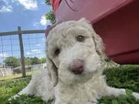 Jester curly CKC , a male Labradoodle and Poodle - Standard  for sale in Dunn, NC – 4 of 10