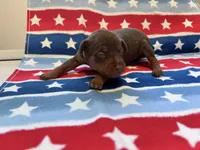 Belle , a female Miniature Pinscher for sale in Dunn, NC – 9 of 9