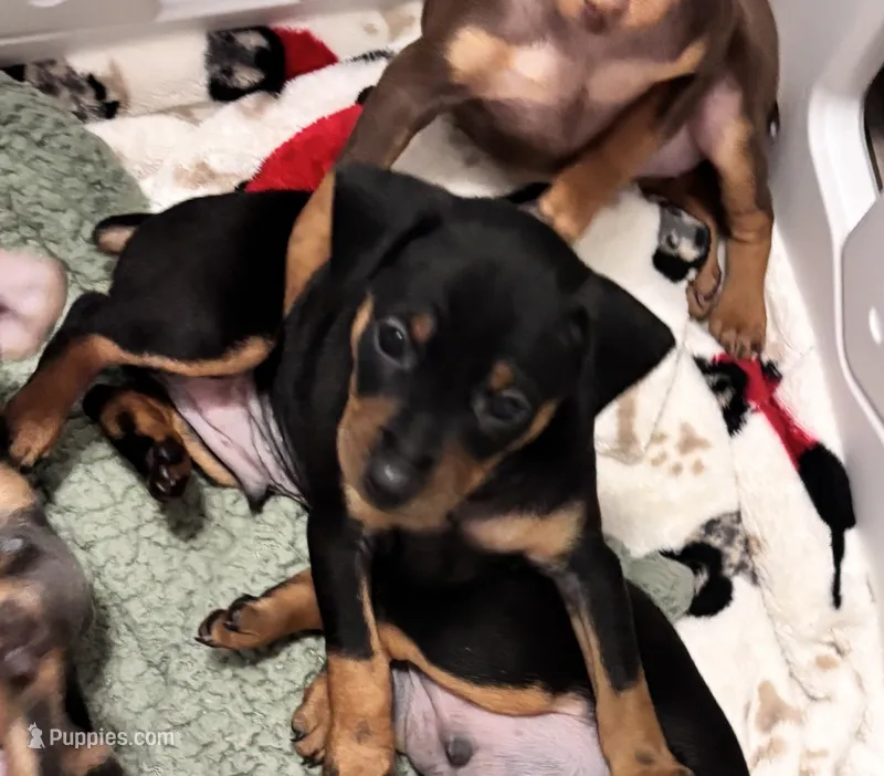 Pepper AKC  – Miniature Pinscher puppy for sale in Dunn, NC