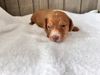 Pumpkin AkC , a male Miniature Dachshund for sale in Dunn, NC – 3 of 7