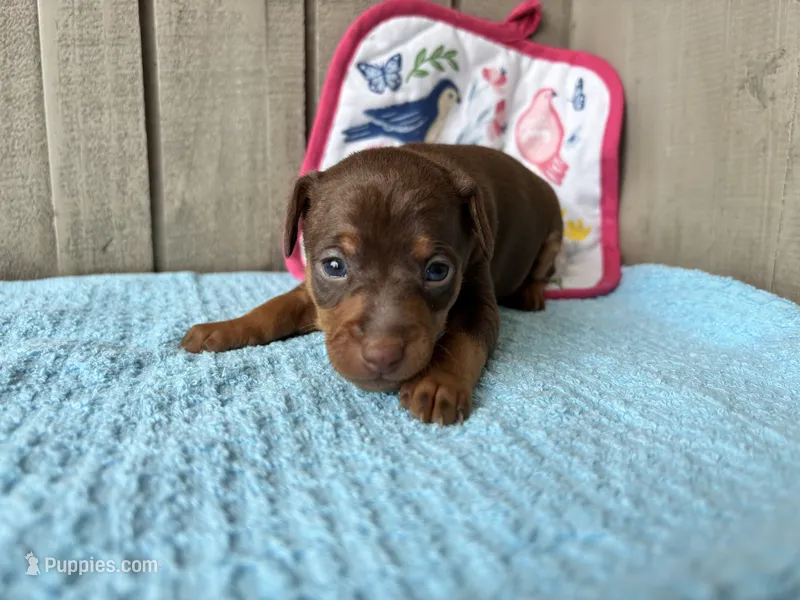 Belle  – Miniature Pinscher puppy for sale in Dunn, NC