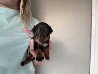 Pepper AKC , a male Miniature Pinscher for sale in Dunn, NC – 5 of 8