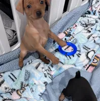 Pebbles  AKC registered , a female Miniature Pinscher for sale in Dunn, NC – 4 of 9