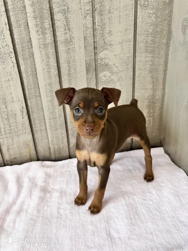 Belle  – Miniature Pinscher puppy on hold in Dunn, NC