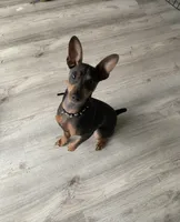 Pepper AKC , a male Miniature Pinscher for sale in Dunn, NC – 7 of 8