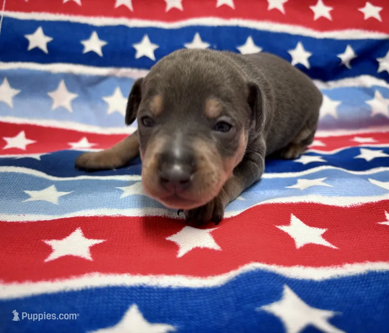 Otis  – Miniature Pinscher puppy for sale in Dunn, NC