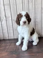 Chip CKC , a male Labradoodle and Poodle - Standard  for sale in Dunn, NC – 1 of 8