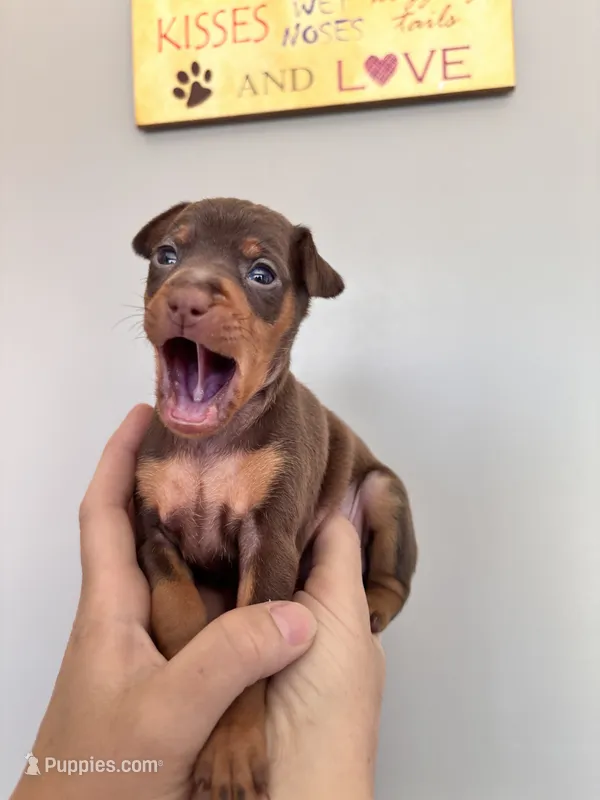 Belle  – Miniature Pinscher puppy for sale in Dunn, NC