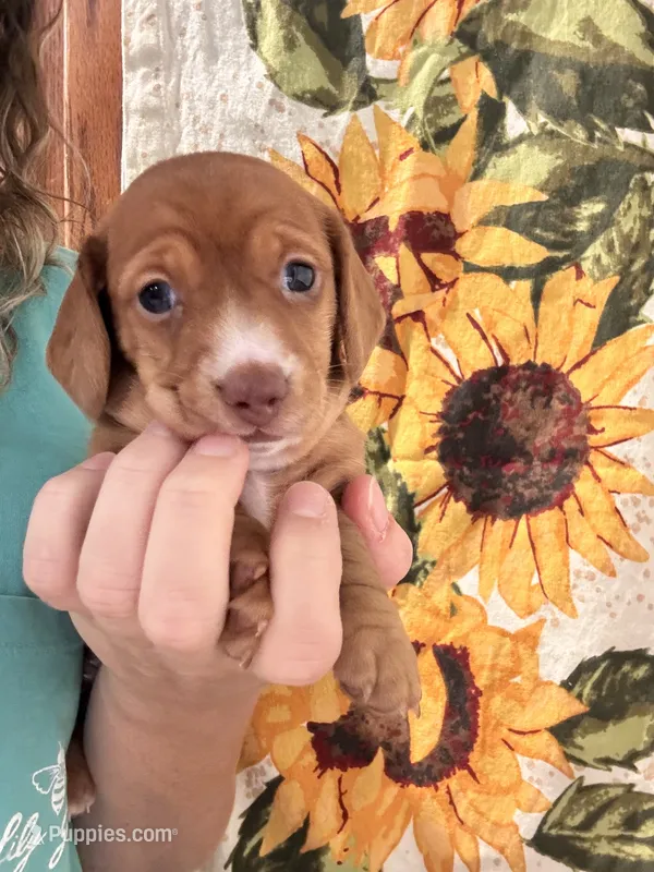 Pumpkin AkC  – Miniature Dachshund puppy for sale in Dunn, NC
