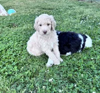 Jester curly CKC , a male Labradoodle and Poodle - Standard  for sale in Dunn, NC – 9 of 10
