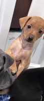 Pebbles  AKC registered , a female Miniature Pinscher for sale in Dunn, NC – 2 of 9