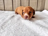 Pumpkin AkC , a male Miniature Dachshund for sale in Dunn, NC – 5 of 7