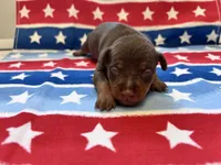 Belle , a female Miniature Pinscher for sale in Dunn, NC – 4 of 9