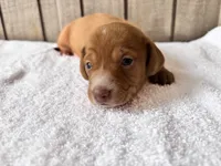 Pumpkin AkC , a male Miniature Dachshund for sale in Dunn, NC – 2 of 7