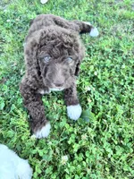 Gracie f1b/CKC , a female Labradoodle for sale in Dunn, NC – 3 of 4