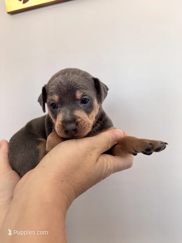 Otis  – Miniature Pinscher puppy for sale in Dunn, NC