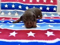 Belle , a female Miniature Pinscher for sale in Dunn, NC – 2 of 9