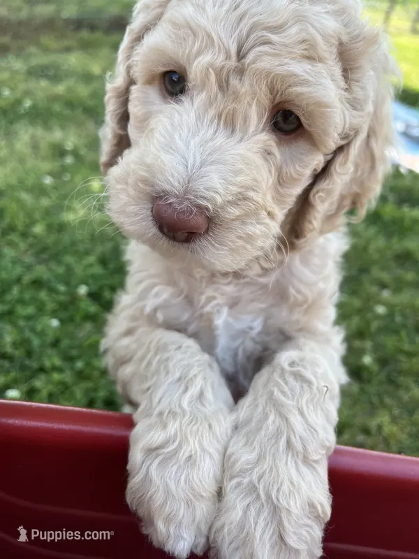 Jester f1b – Labradoodle, Poodle - Standard  puppy for sale in Dunn, NC