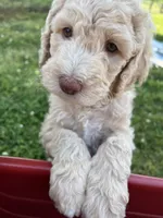 Jester curly CKC , a male Labradoodle and Poodle - Standard  for sale in Dunn, NC – 2 of 10