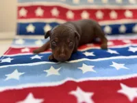 Belle , a female Miniature Pinscher for sale in Dunn, NC – 1 of 9