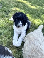 Nova  F1b /CKC , a female Labradoodle and Poodle - Standard  for sale in Dunn, NC – 8 of 9