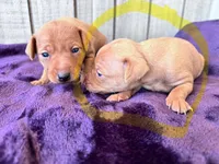 Pinky , a female Miniature Pinscher for sale in Dunn, NC – Photo 6 of 9